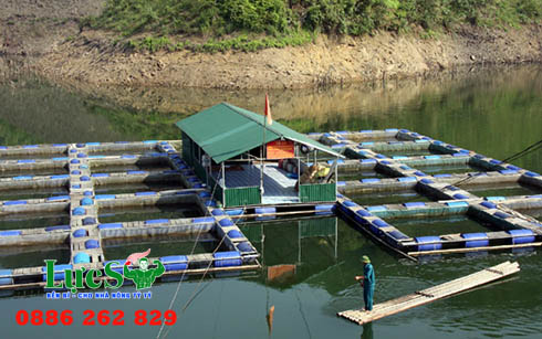 Thiết Kế Hệ Thống Lồng Nuôi Cá Trên Sông Đơn Giản