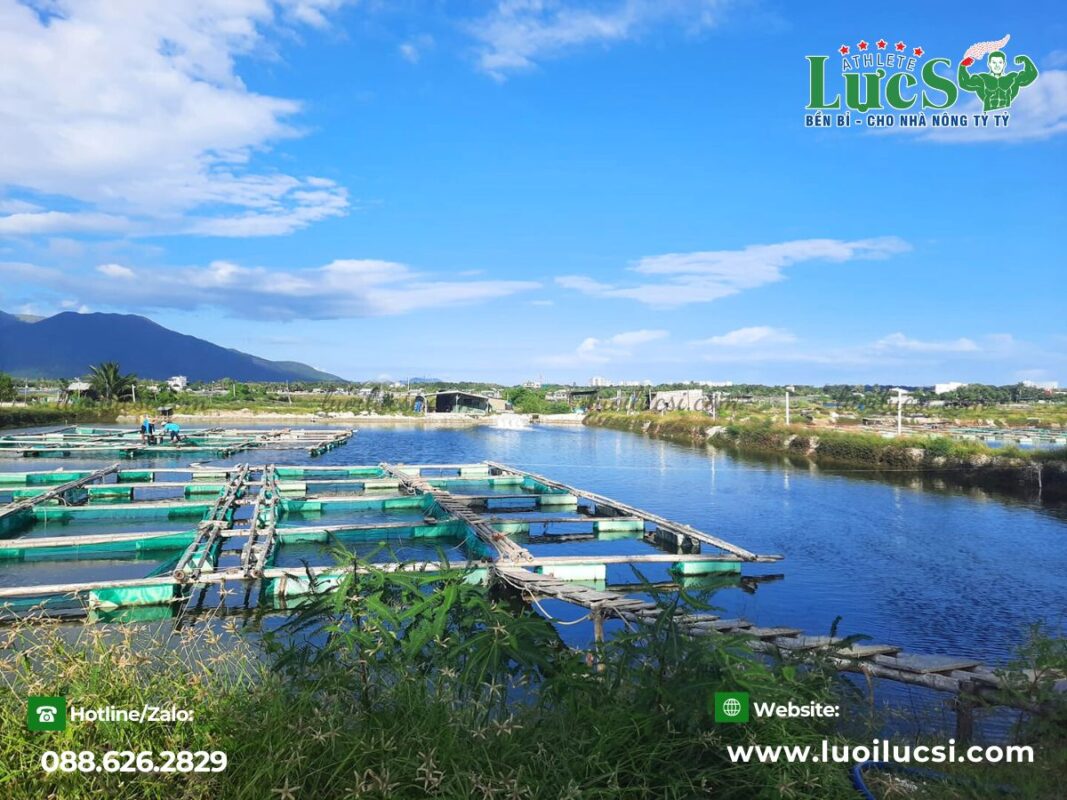 Hướng dẫn cách nuôi cá giống rô đồng bằng lưới