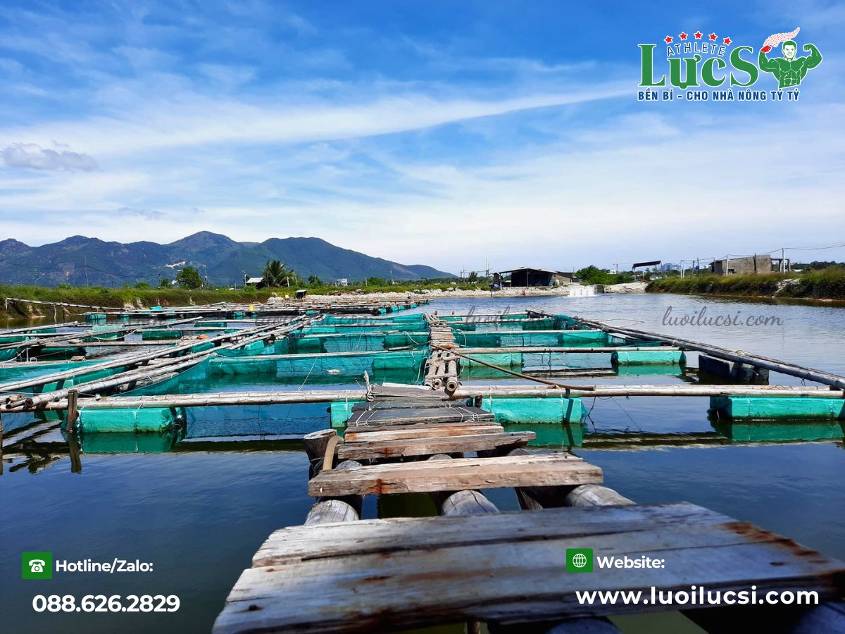 Lưới Nuôi Cá Giống – Hướng Dẫn Cách Nuôi Cá Giống Rô Đồng Đơn Giản, Hiệu Quả