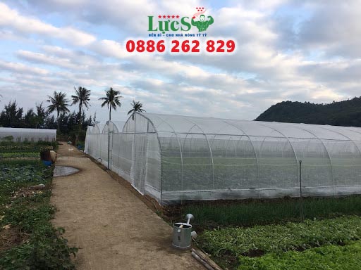 Nông nghiệp công nghệ cao hút khách ở vùng rau Túy Loan
