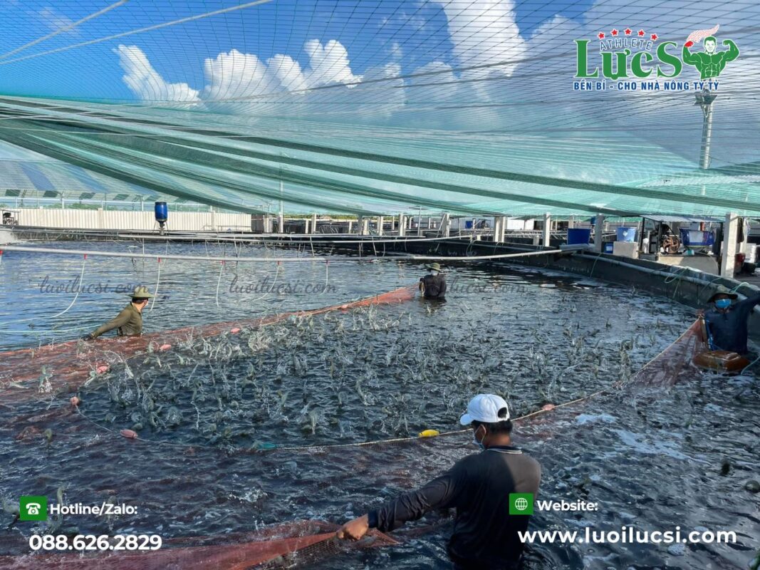 Ưu Điểm Vượt Trội Của Mô Hình Nuôi Tôm Công Nghệ Cao