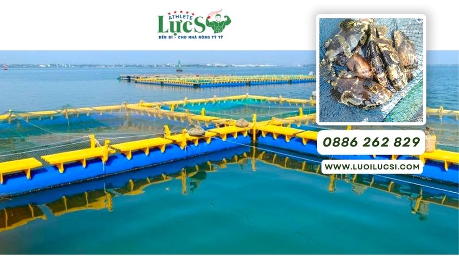 Hệ Thống Lưới Xanh Ô Ly Nuôi Cá Mú