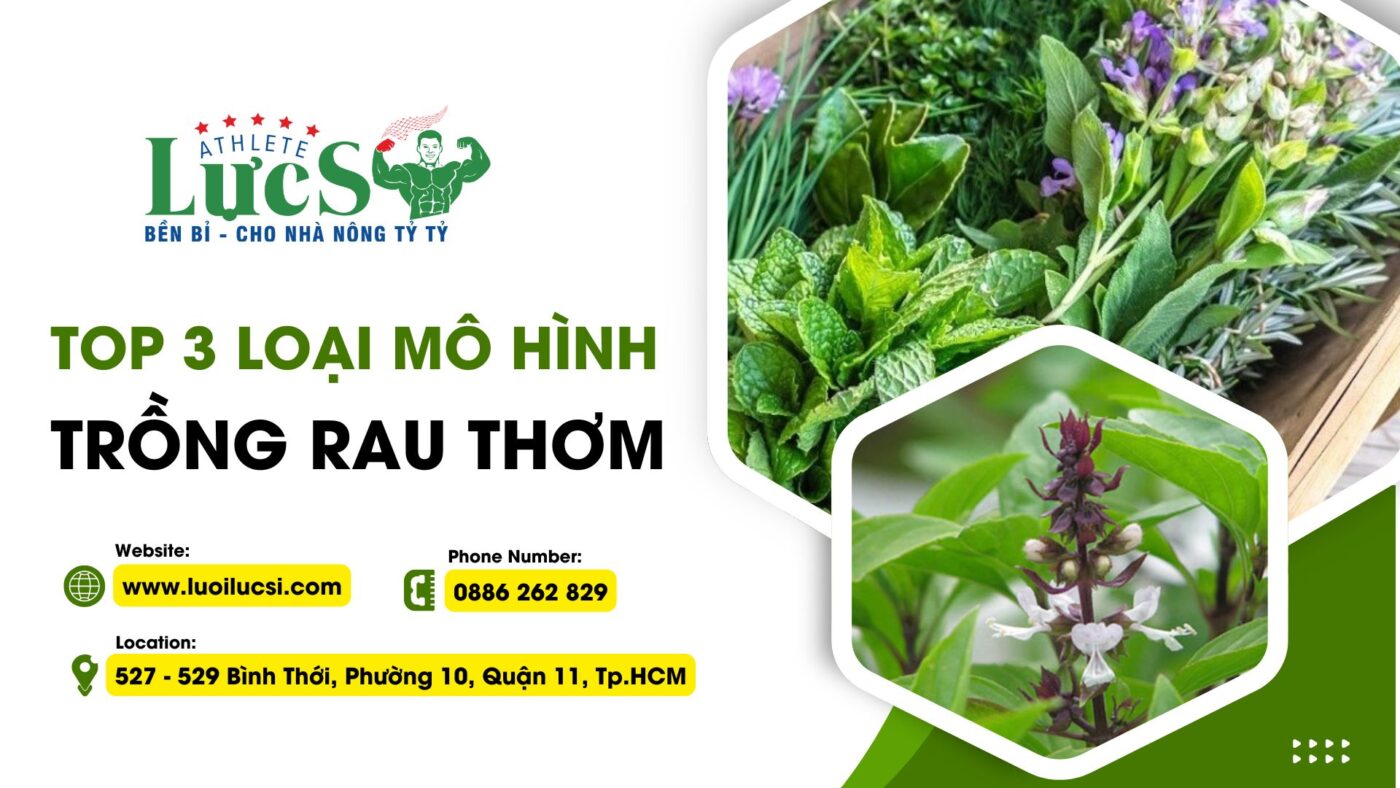 Top 3 Loại Mô Hình Trồng Rau Thơm Được Ứng Dụng Nhiều Nhất