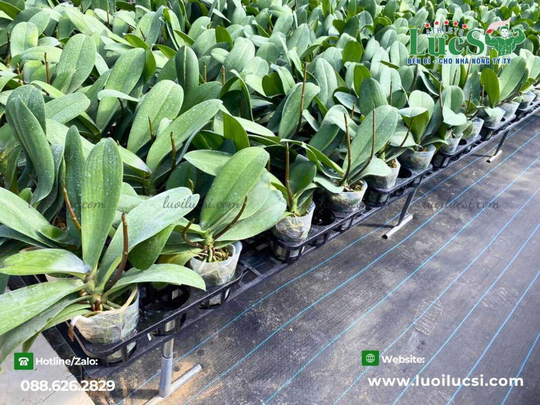 bat-chong-co-nong-nghiep-vi-cuu-tinh-cho-cac-ruong-vuon3