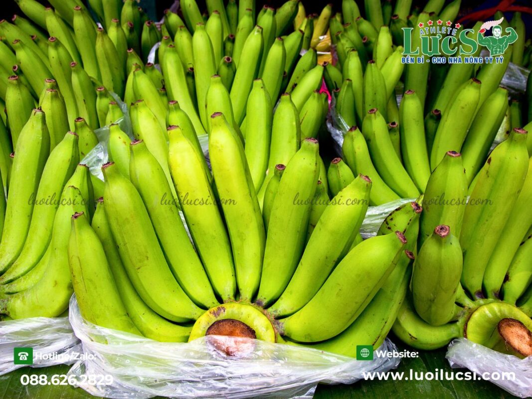 mo-hinh-trong-chuoi-xuat-khau-huong-di-moi-cho-nha-nong-viet