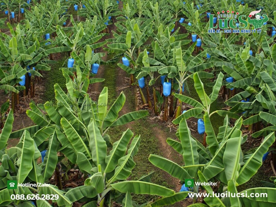 mo-hinh-trong-chuoi-xuat-khau-huong-di-moi-cho-nha-nong-viet