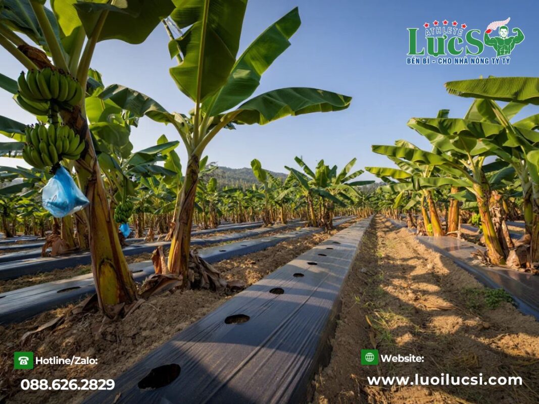 mo-hinh-trong-chuoi-xuat-khau-huong-di-moi-cho-nha-nong-viet