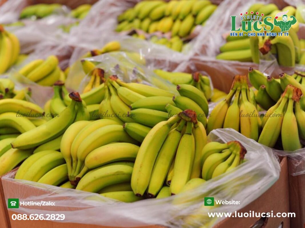 mo-hinh-trong-chuoi-xuat-khau-huong-di-moi-cho-nha-nong-viet