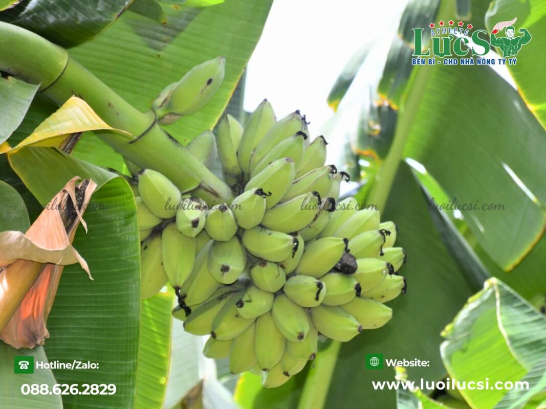 mo-hinh-trong-chuoi-xuat-khau-huong-di-moi-cho-nha-nong-viet