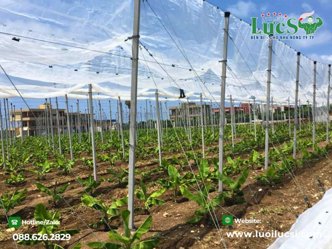 mo-hinh-trong-chuoi-xuat-khau-huong-di-moi-cho-nha-nong-viet