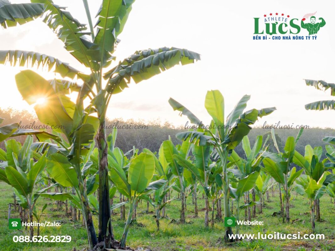 mo-hinh-trong-chuoi-xuat-khau-huong-di-moi-cho-nha-nong-viet