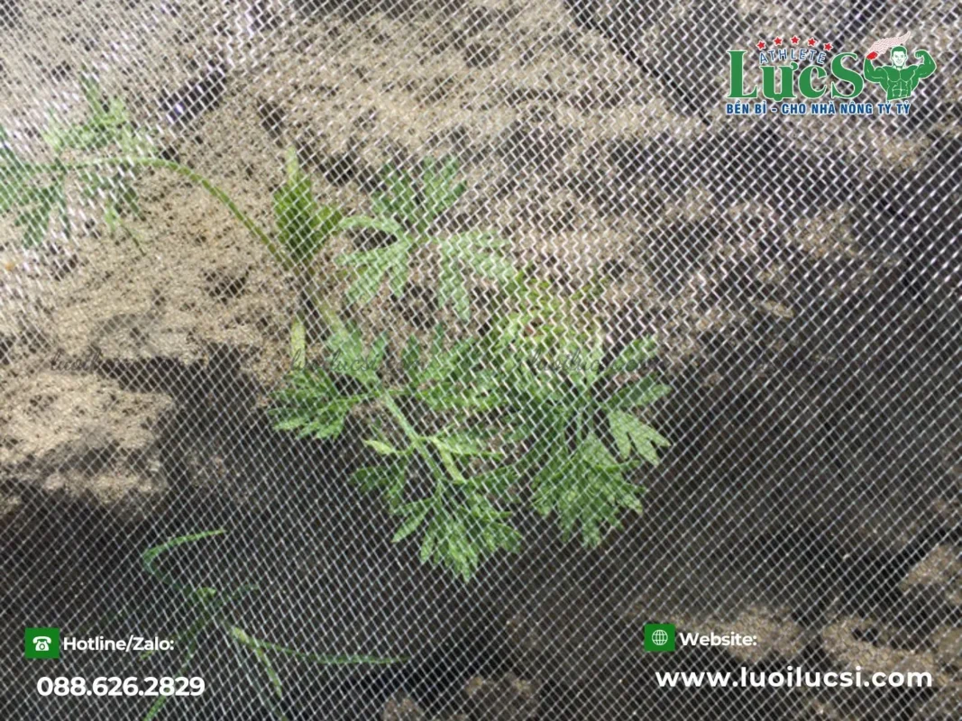 Lưới Lực Sĩ – Địa Chỉ Tin Cậy Cung Cấp Lưới Chắn Côn Trùng Chất Lượng