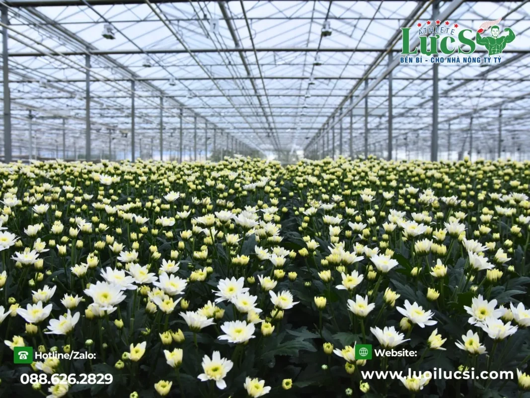 Trồng Hoa Cúc Tết Vào Tháng Mấy Là Hợp Lý Nhất?