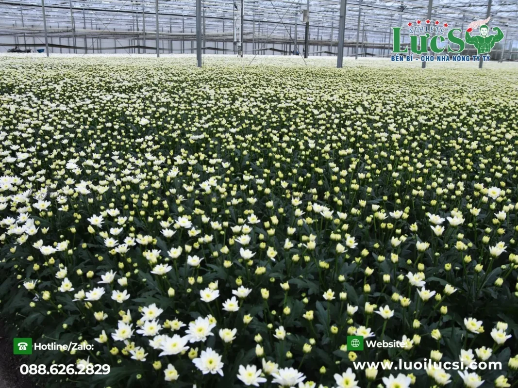 Kỹ Thuật Trồng Hoa Cúc Để Ra Hoa Đúng Dịp Tết