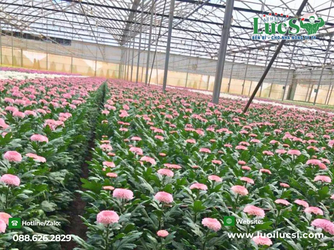 Kinh Nghiệm Điều Khiển Trong Kỹ Thuật Trồng Hoa Cúc Nở Đúng Tết