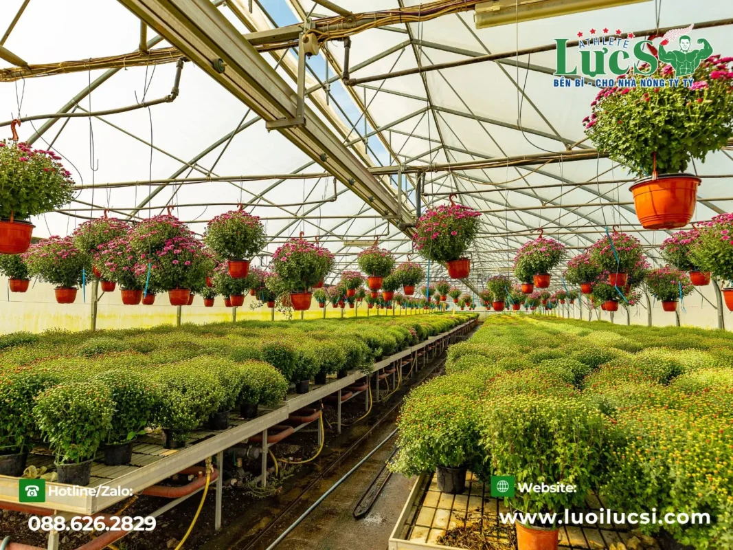 Các Yếu Tố Ảnh Hưởng Đến Thời Vụ Và Kỹ Thuật Trồng Hoa Cúc