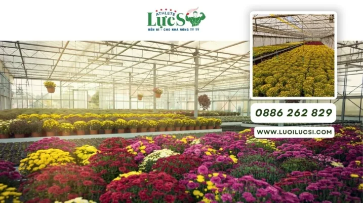 Trồng Hoa Cúc Tết Vào Tháng Mấy? Lịch Trồng Chuẩn, Ra Hoa Đúng Dịp