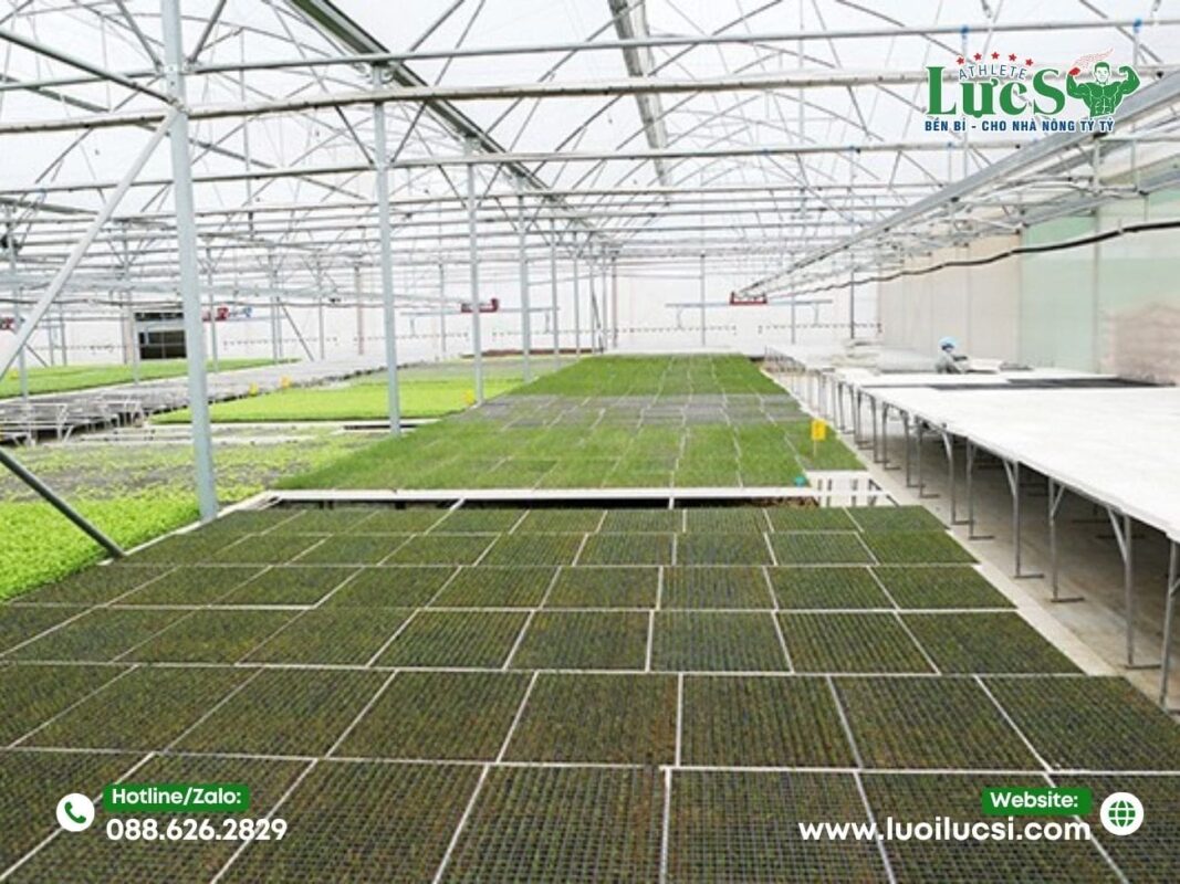 Quy Trình Mô Hình Trồng Rau Mầm Chi Tiết Trong Nhà Lưới