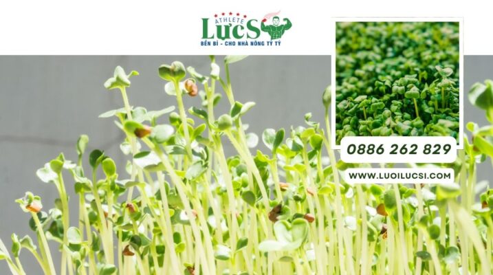 Mô Hình Trồng Rau Mầm Trong Nhà Lưới: Hướng Dẫn Từ A-Z Để Đạt Năng Suất Cao