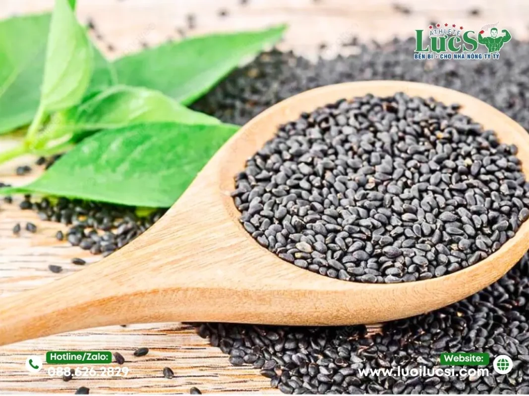 Kỹ Thuật Mô Hình Trồng Rau Húng Quế Đạt Năng Suất Cao