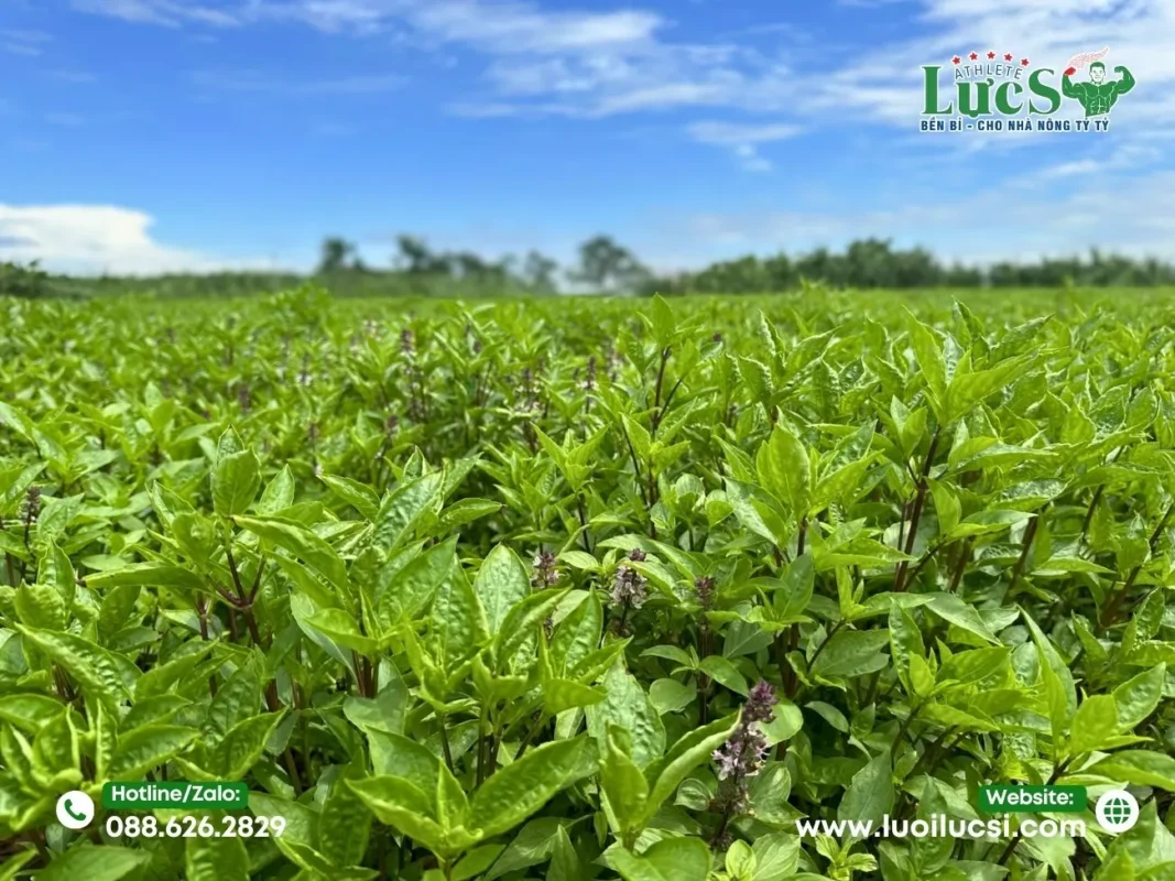 Các Mô Hình Trồng Rau Húng Quế Phổ Biến