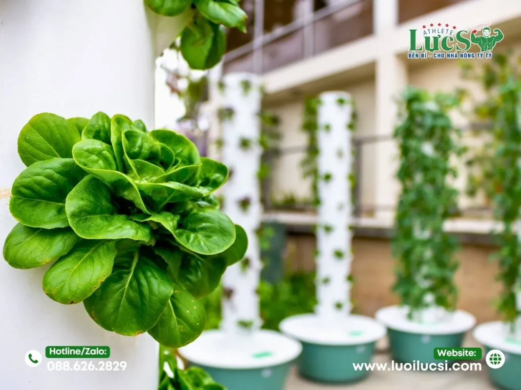 Tổng Quan Về Các Mô Hình Trồng Rau Thủy Canh Tại Nhà Kinh Doanh