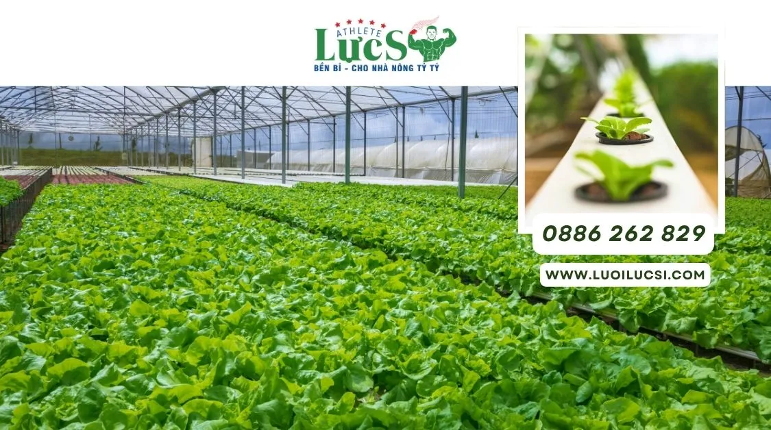 Top 4 Mô Hình Trồng Rau Thủy Canh Kinh Doanh Được Ưa Chuộng Nhất 