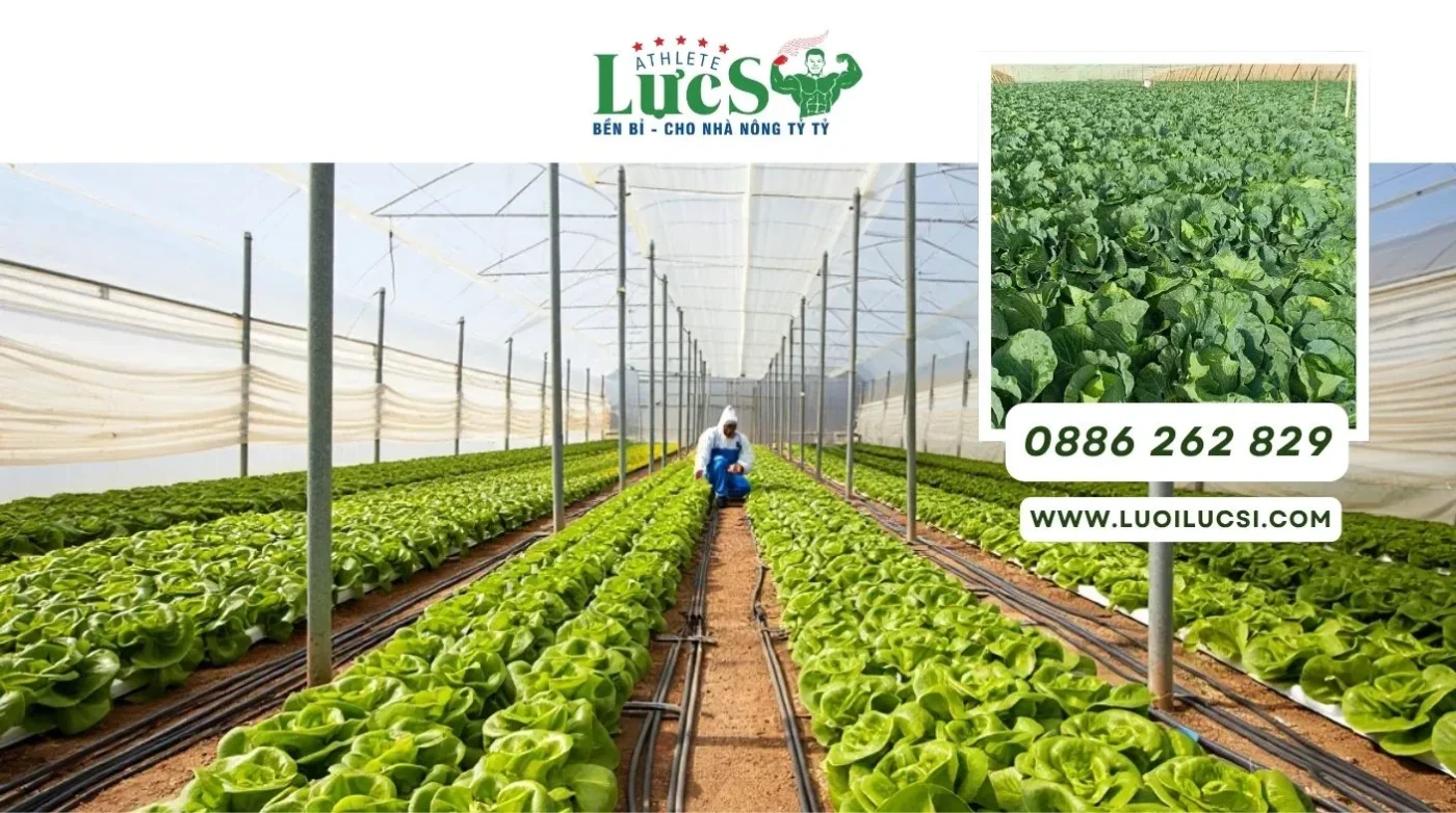 Tháng 8 Trồng Rau Gì? Gợi Ý 10 Loại Rau Tốt Cho Mùa Cuối Hè