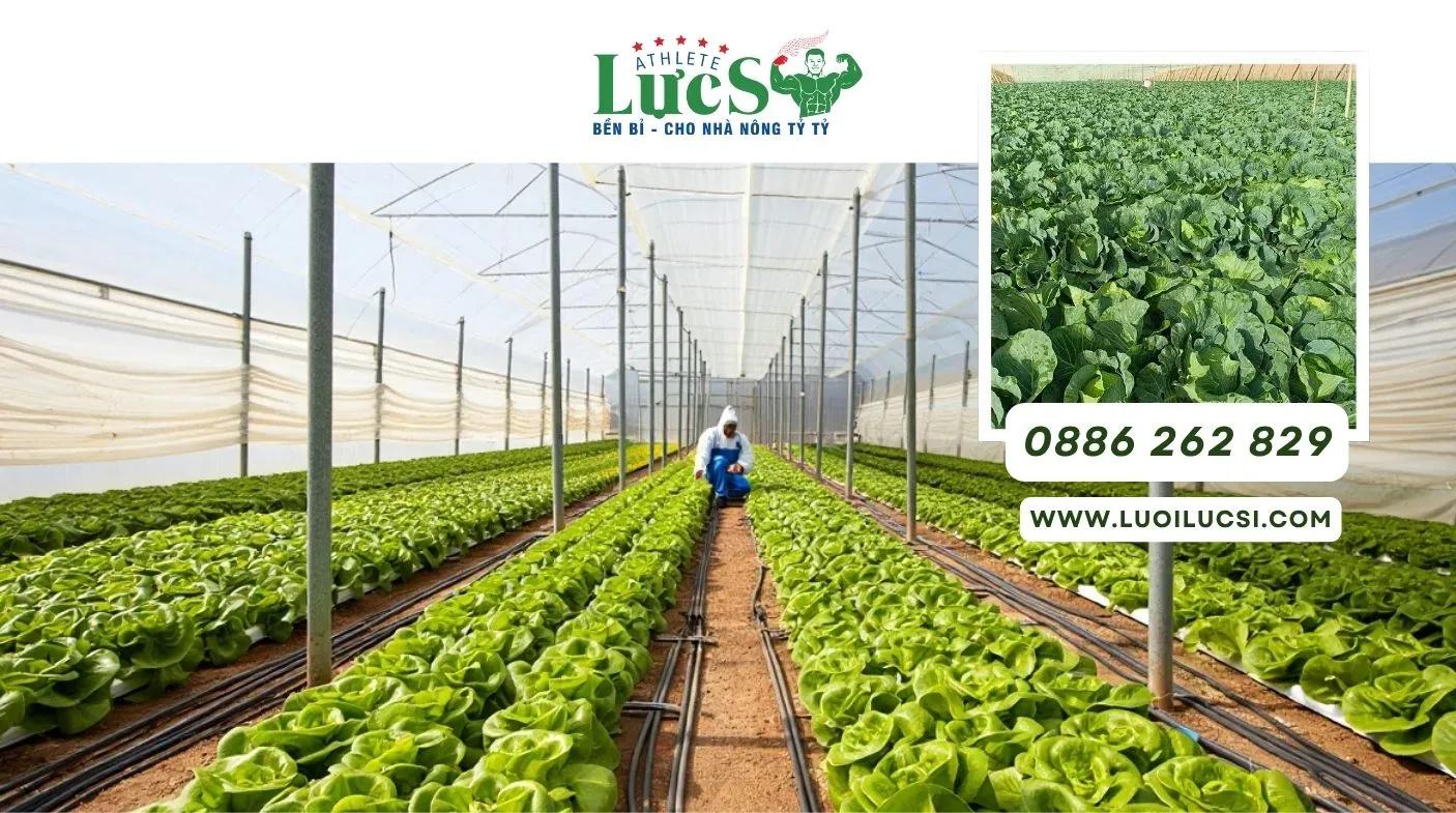 Tháng 8 Trồng Rau Gì? Gợi Ý 10 Loại Rau Tốt Cho Mùa Cuối Hè