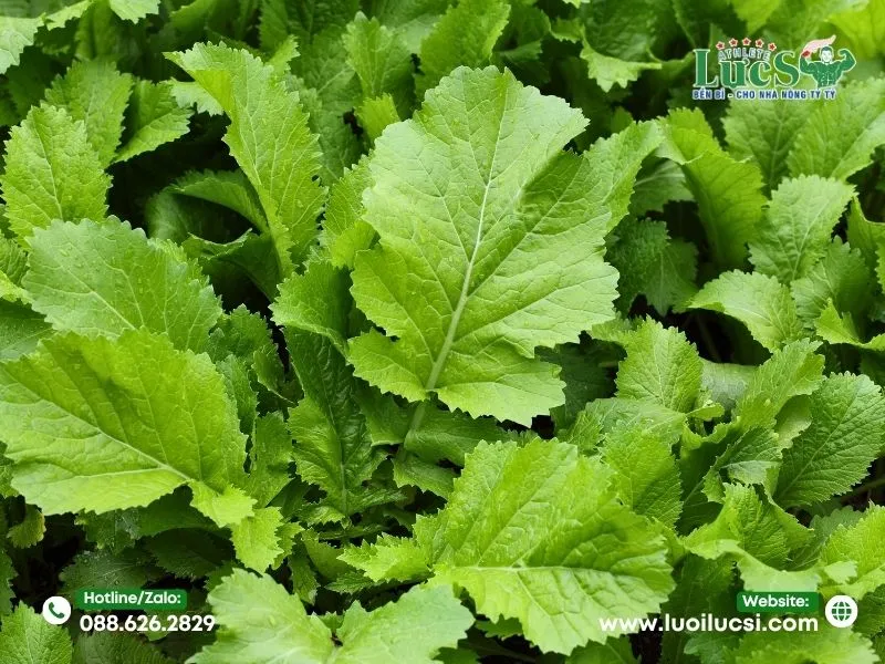 Cải Bẹ Xanh – Chịu Nắng Tốt, Thu Hoạch Nhanh