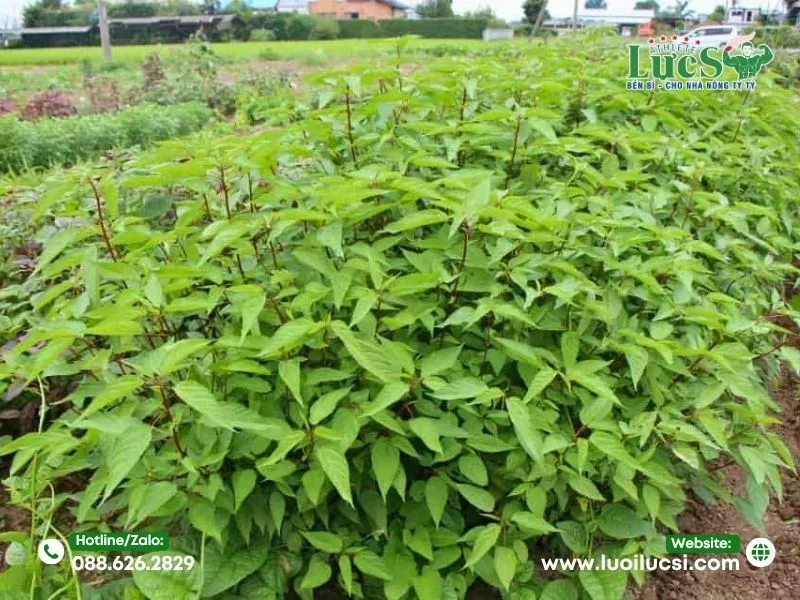 Rau Đay – Chịu Mưa, Chịu Ẩm, Dễ Thu Hoạch