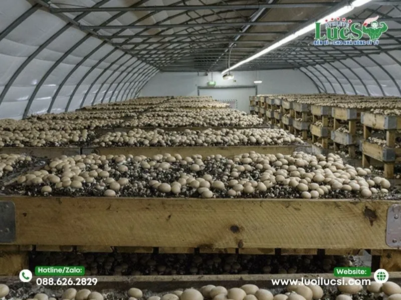 Quy Trình Kỹ Thuật Trồng Nấm Rơm Trong Nhà Lưới