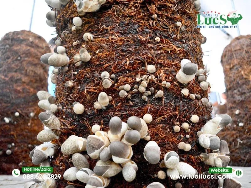 Quy Trình Kỹ Thuật Trồng Nấm Rơm Trong Nhà Lưới