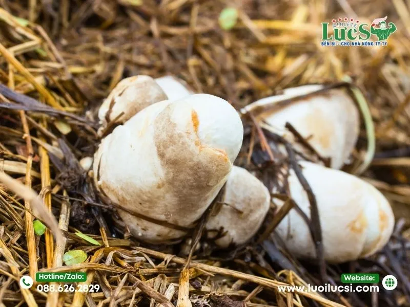 Lợi Ích Của Kỹ Thuật Trồng Nấm Rơm Trong Nhà Lưới