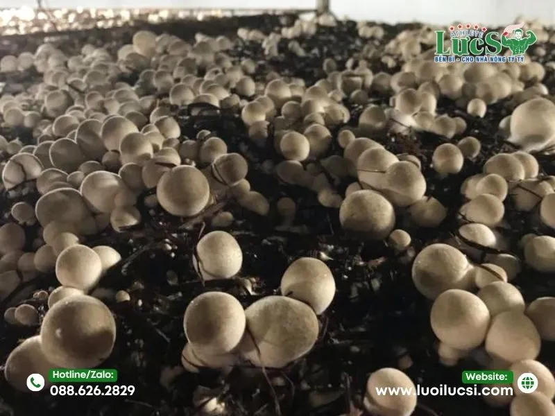 Quy Trình Kỹ Thuật Trồng Nấm Rơm Trong Nhà Lưới