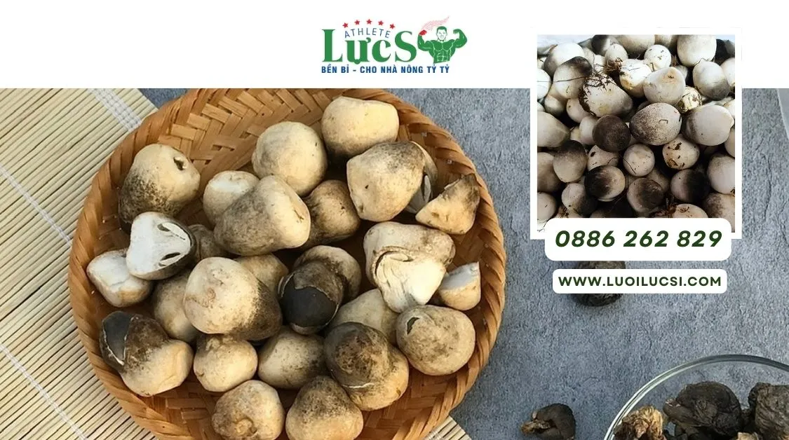 Bí Quyết Kỹ Thuật Trồng Nấm Rơm Thành Công Ngay Vụ Đầu Tiên