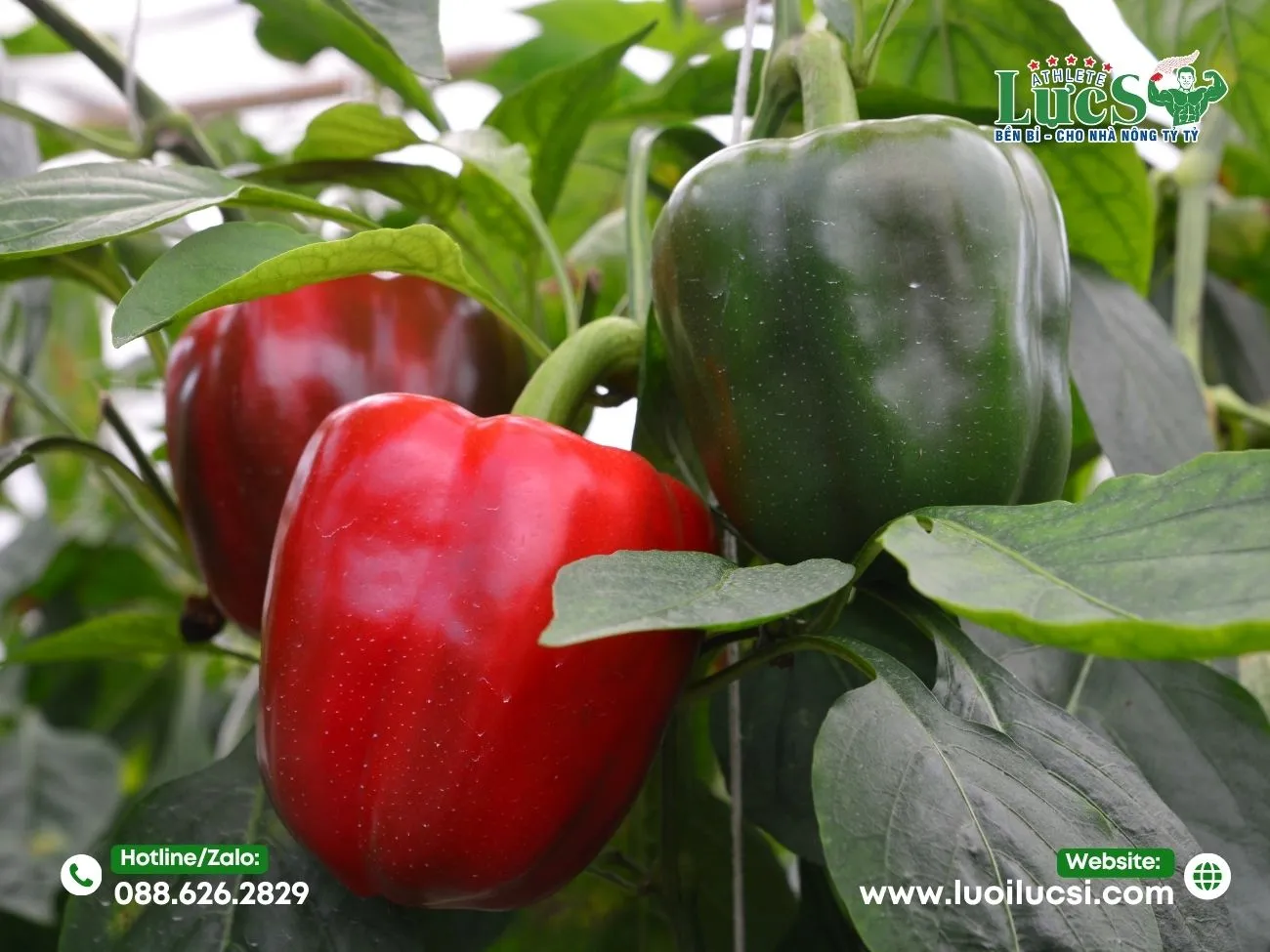 Mô Hình Trồng Ớt Chuông Hữu Cơ – Xu Hướng Nông Nghiệp Sạch