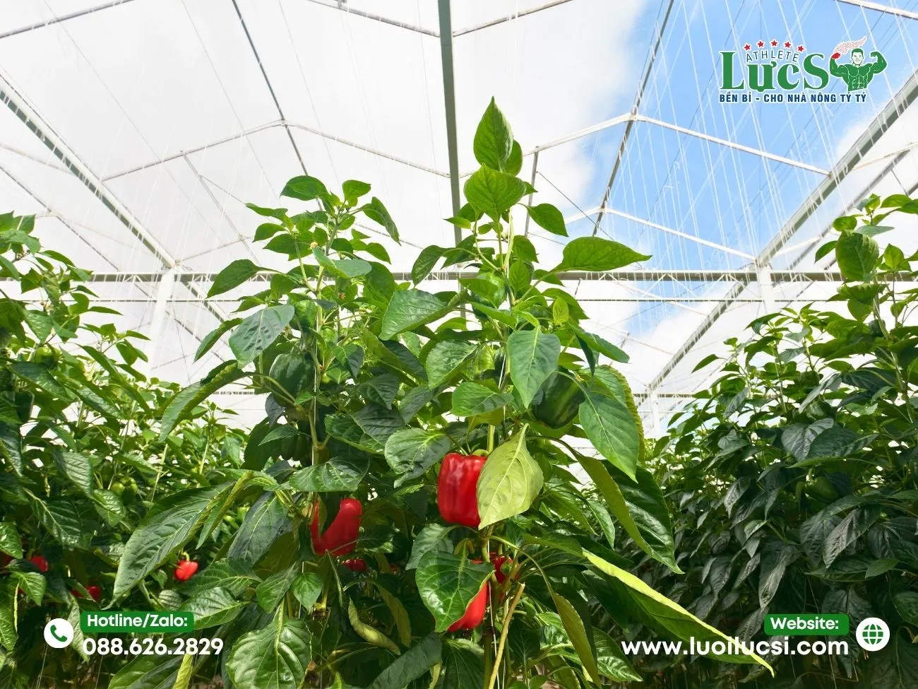 Lưu Ý "Sống Còn" Khi Bắt Đầu Mô Hình Ớt Chuông Hữu Cơ