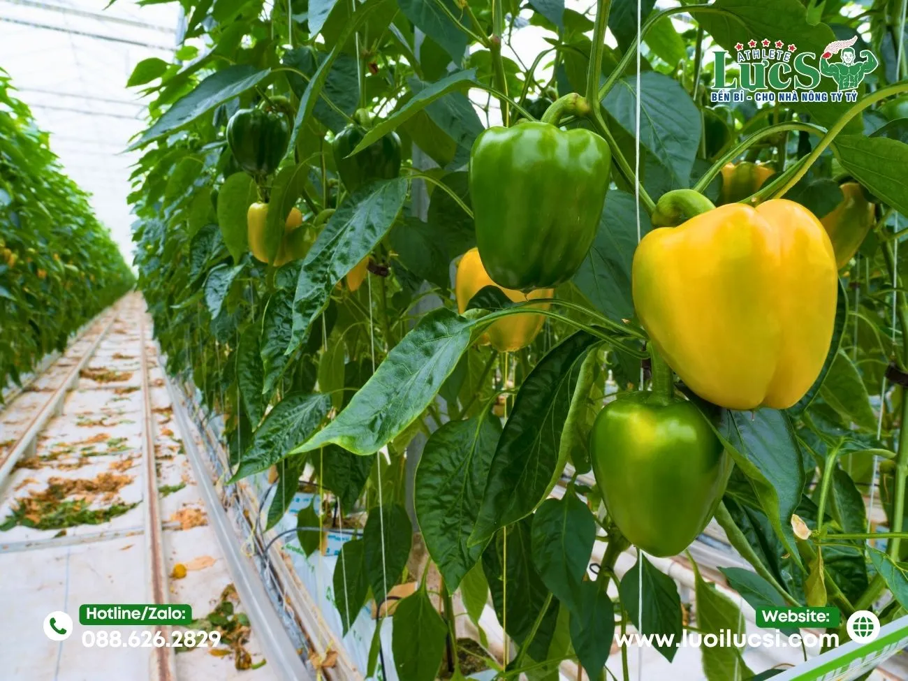 Bí Quyết Xây Dựng Mô Hình Trồng Ớt Chuông Hữu Cơ "Từ A Đến Z"