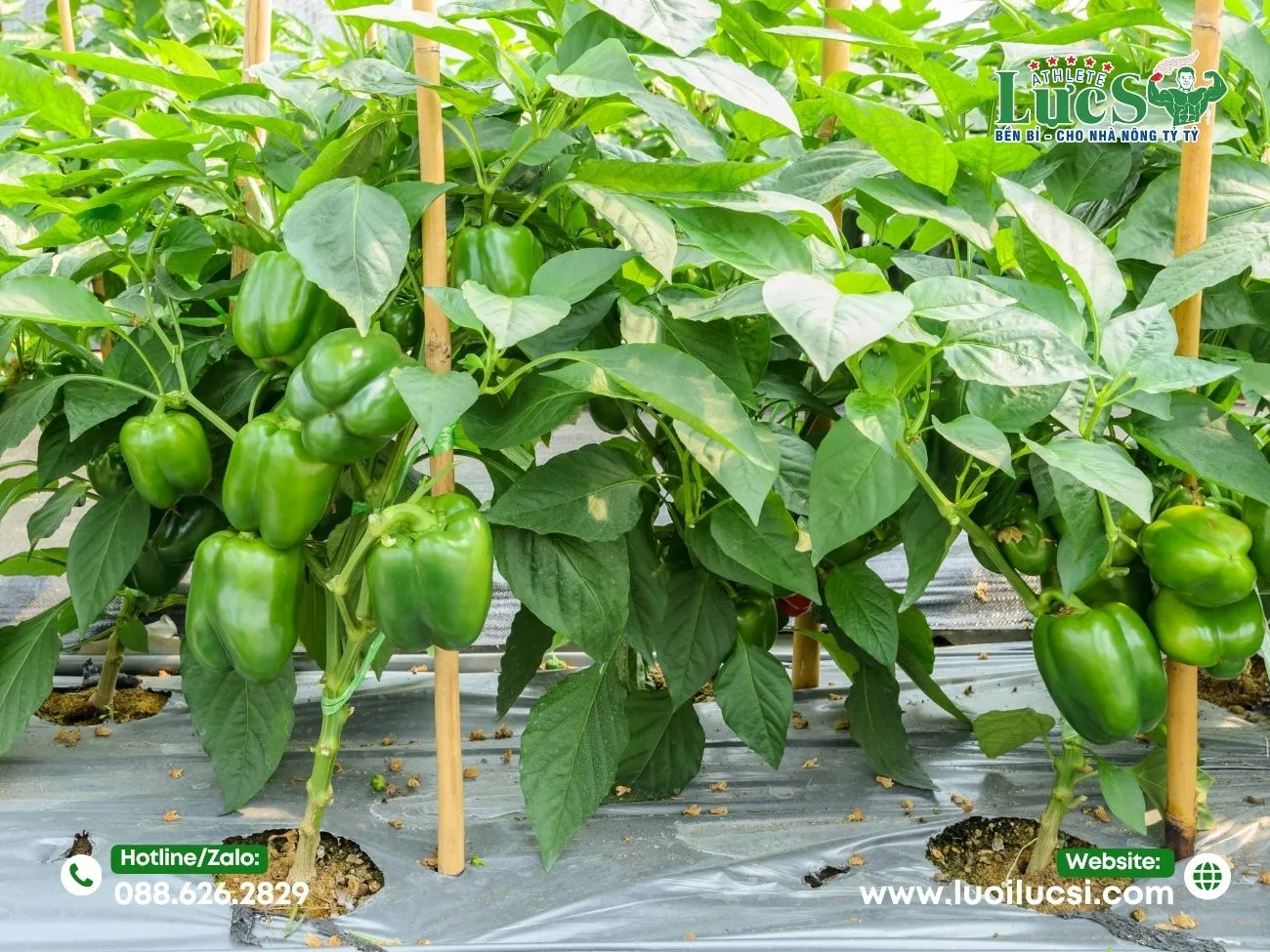 Phân Tích Tổng Quan Thị Trường Và Tiềm Năng Lợi Nhuận Trồng Ớt Chuông