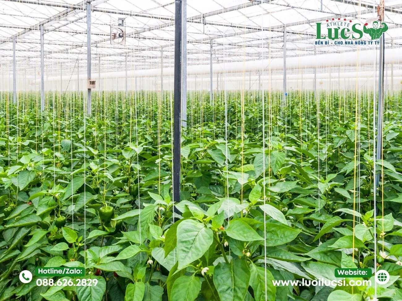 Lưu Ý "Sống Còn" Khi Bắt Đầu Mô Hình Ớt Chuông Hữu Cơ