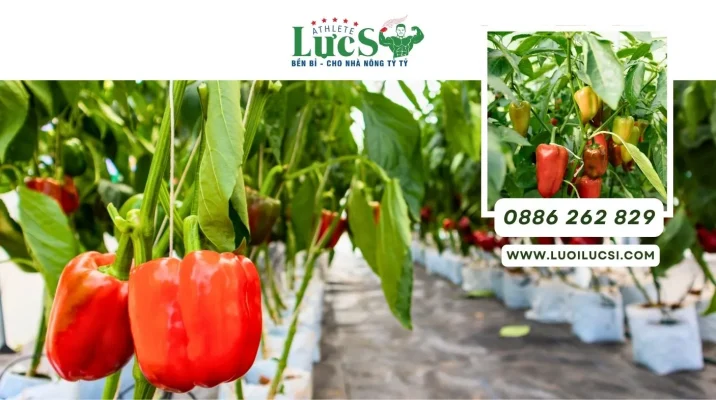 Mô Hình Trồng Ớt Chuông Hữu Cơ – Xu Hướng Nông Nghiệp Sạch