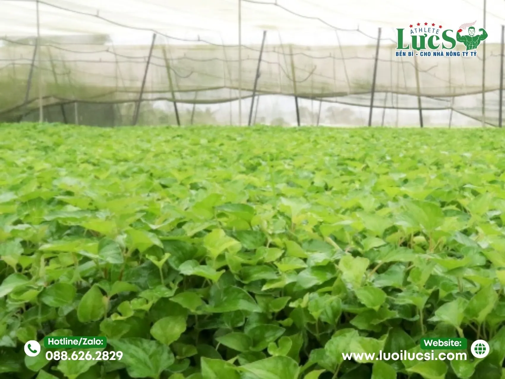 Phân Tích Thị Trường Và Tiềm Năng Lợi Nhuận Trồng Rau Diếp Cá