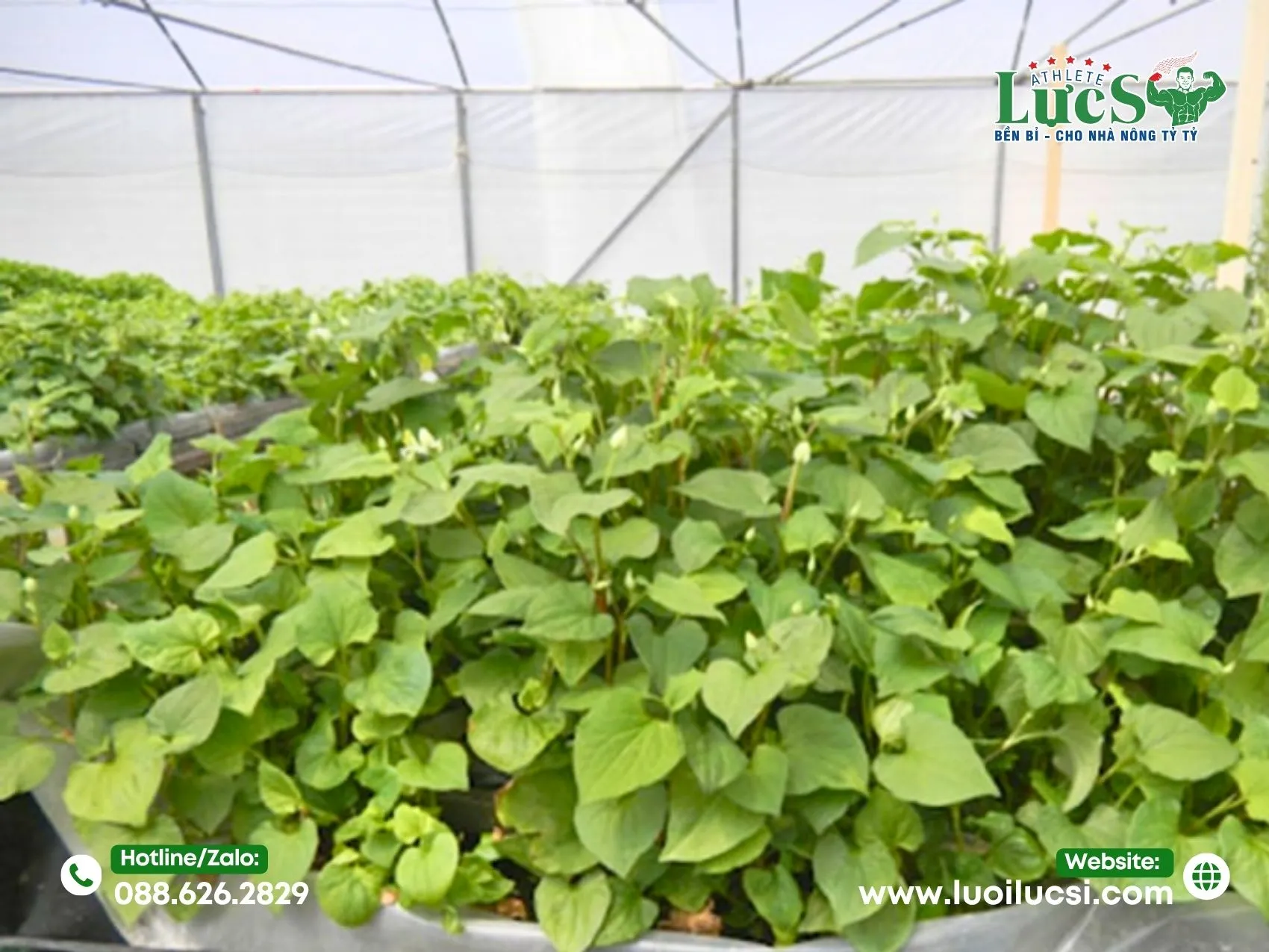 Phân Tích Thị Trường Và Tiềm Năng Lợi Nhuận Trồng Rau Diếp Cá