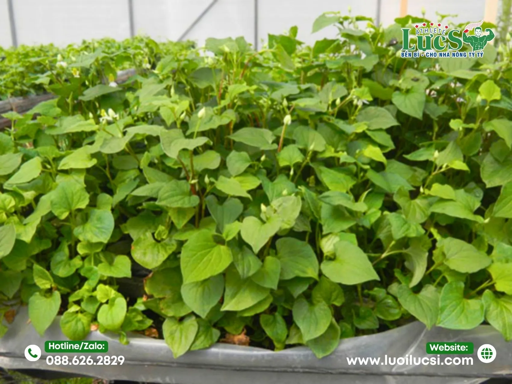 Top 2 Mô Hình Trồng Diếp Cá Kinh Doanh Phổ Biến