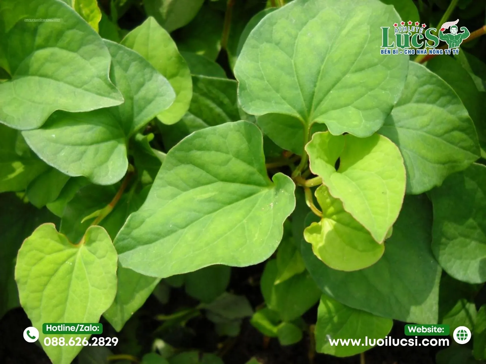 Phân Tích Thị Trường Và Tiềm Năng Lợi Nhuận Trồng Rau Diếp Cá