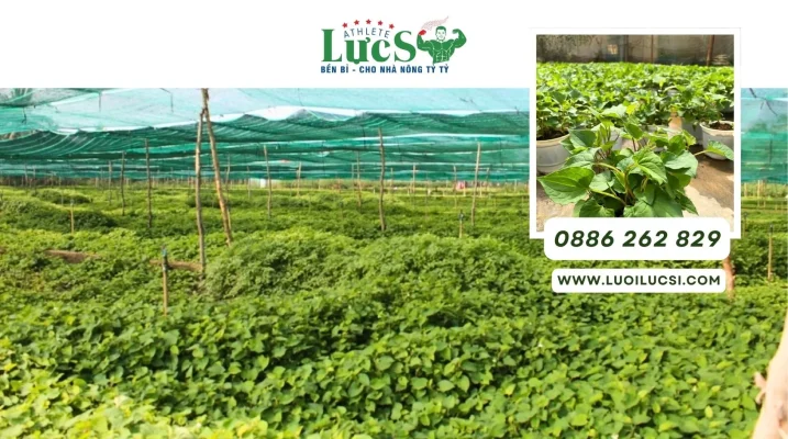 Mô Hình Trồng Rau Diếp Cá Kinh Doanh