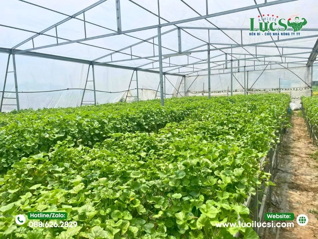 Kỹ Thuật Trồng Rau Má Thủy Canh Chi Tiết