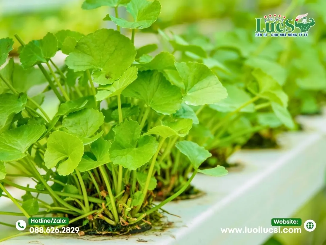 Lợi Ích Của Mô Hình Trồng Rau Má Thủy Canh