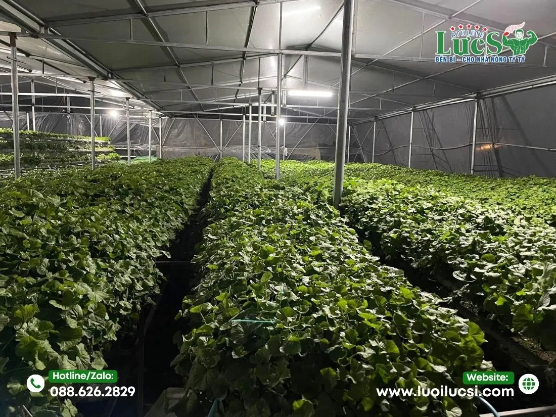 Kỹ Thuật Trồng Rau Má Thủy Canh Chi Tiết